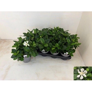 GARDENIA JASMINOIDES