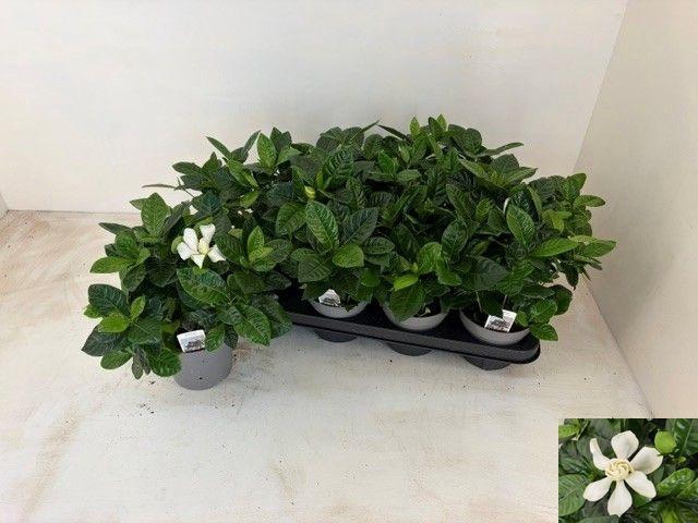 <h4>GARDENIA JASMINOIDES</h4>
