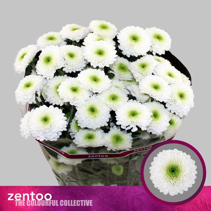 <h4>Chr T Daydream Zentoo</h4>