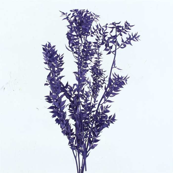 <h4>Pres Ruscus Bleached Pastel Milka Per Stem</h4>