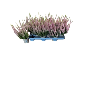 CALLU BL MIXK