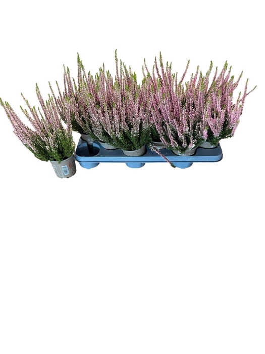 <h4>CALLU BL MIXK</h4>