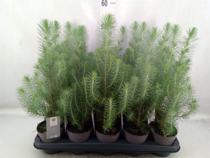 <h4>Pinus pinea 'Silver Crest'</h4>