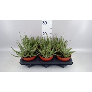 Aloe somaliensis