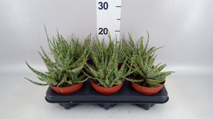 <h4>Aloe somaliensis</h4>