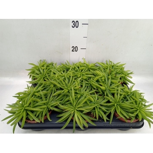 Peperomia ferreyrae 'Happy-Bean'