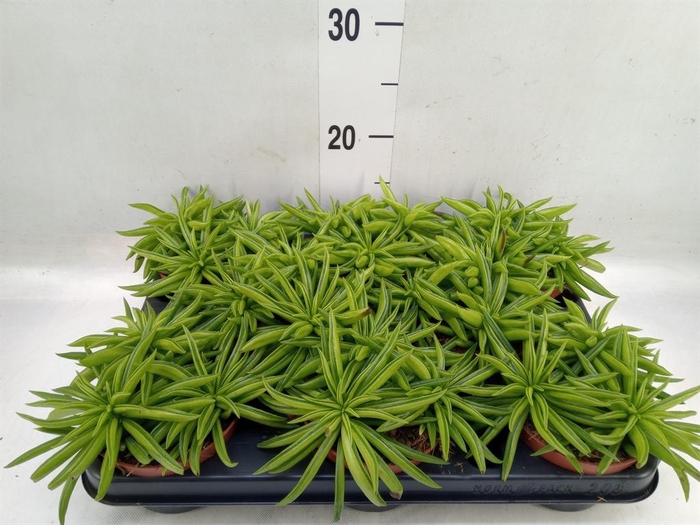 <h4>Peperomia ferreyrae 'Happy-Bean'</h4>