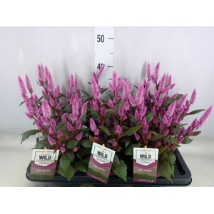 Celosia arg. SP 'Wild Pink'