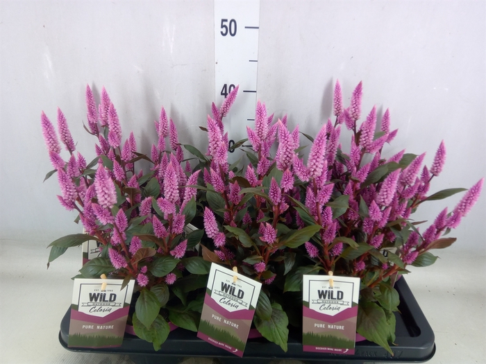 <h4>Celosia arg. SP 'Wild Pink'</h4>