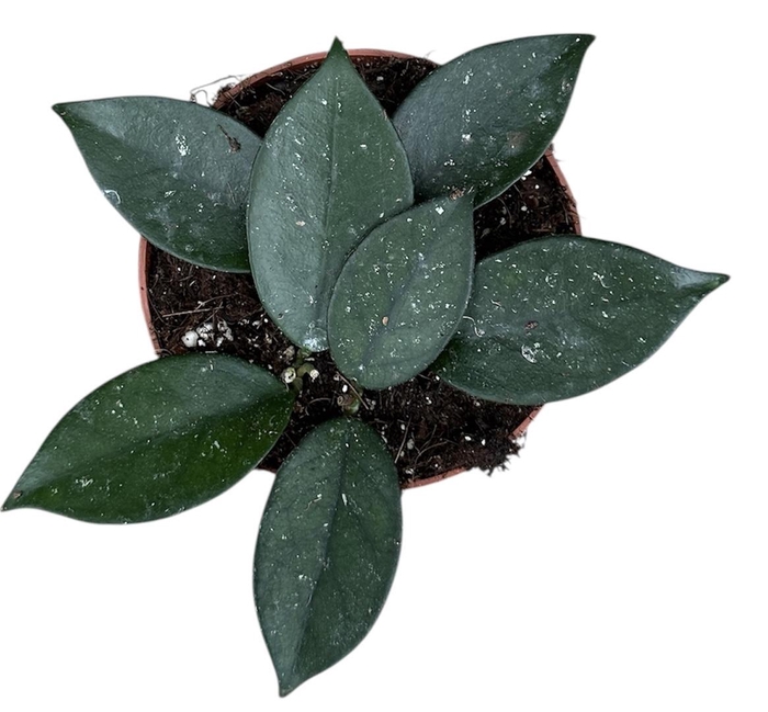<h4>Hoya sp Vietnam</h4>