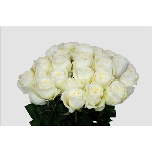 Rosa ec angelkiss