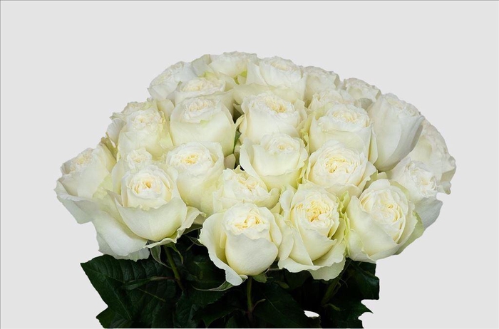 <h4>Rosa ec angelkiss</h4>