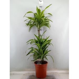 Dracaena fr de 'LemonLime'