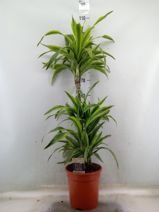 <h4>Dracaena fr de 'LemonLime'</h4>