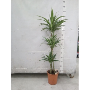 Dracaena fr de 'Warneckei'