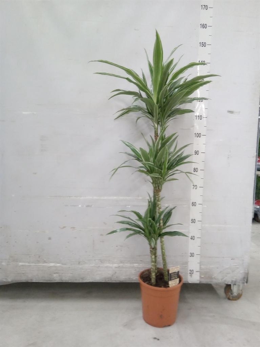 <h4>Dracaena fr de 'Warneckei'</h4>
