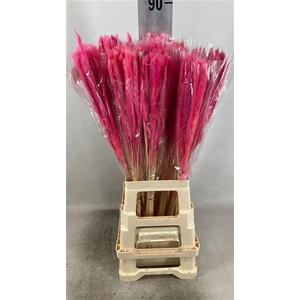 DRY FLUFFY PAMPAS PINK