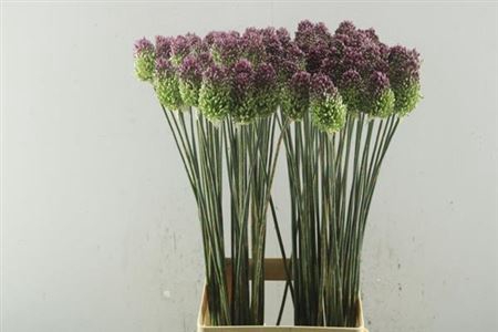 Allium Sphaerocephal