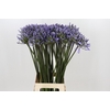 Agapanthus Happy Blue