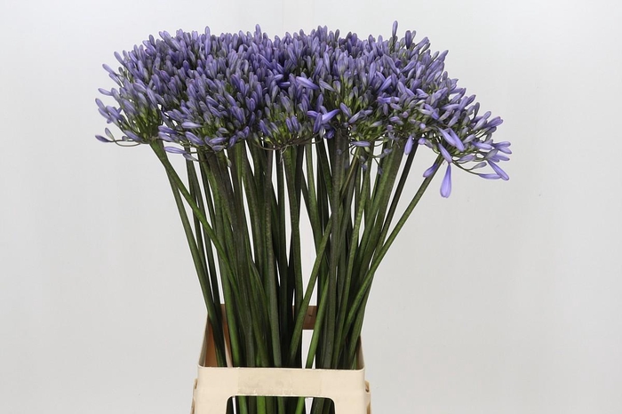 <h4>Agapanthus Happy Blue</h4>
