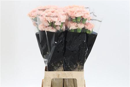 <h4>Di St Novia</h4>