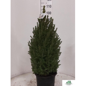 Picea Gl Perfecta