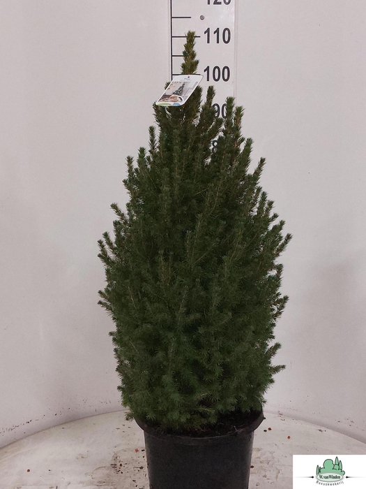 <h4>Picea Gl Perfecta</h4>