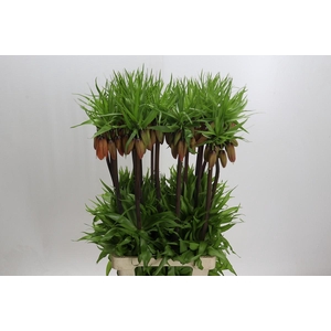 Fritillaria Imperialis