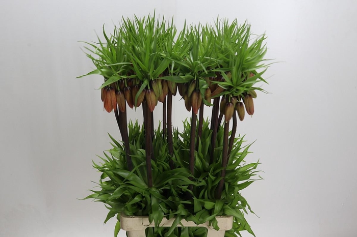 <h4>Fritillaria Imperialis</h4>