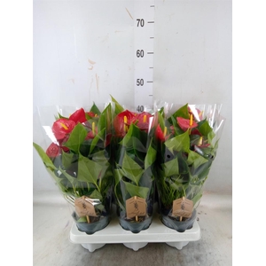 Anthurium  'Diamond Red'