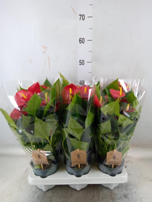 <h4>Anthurium 'Diamond Red'</h4>
