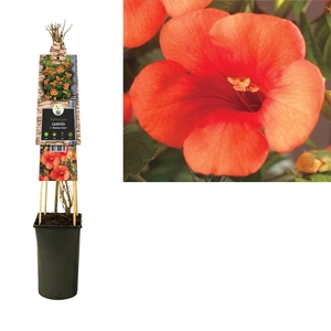 Campsis t. 'Madame Galen' 3.0 label