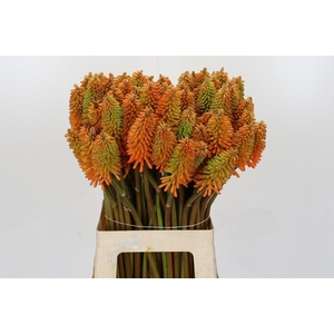 Kniphofia Eycone Peach