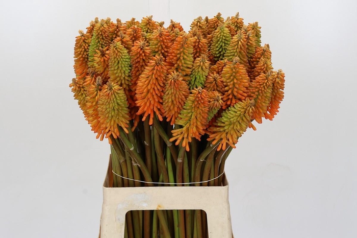 <h4>Kniphofia Eycone Peach</h4>