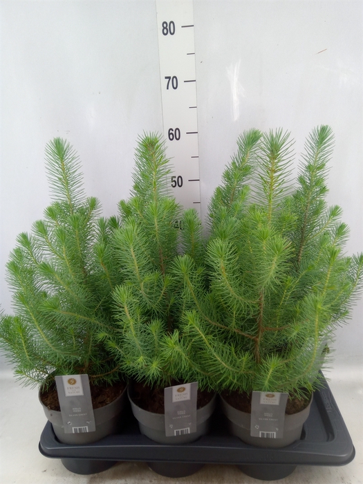 Pinus pinea 'Silver Crest'