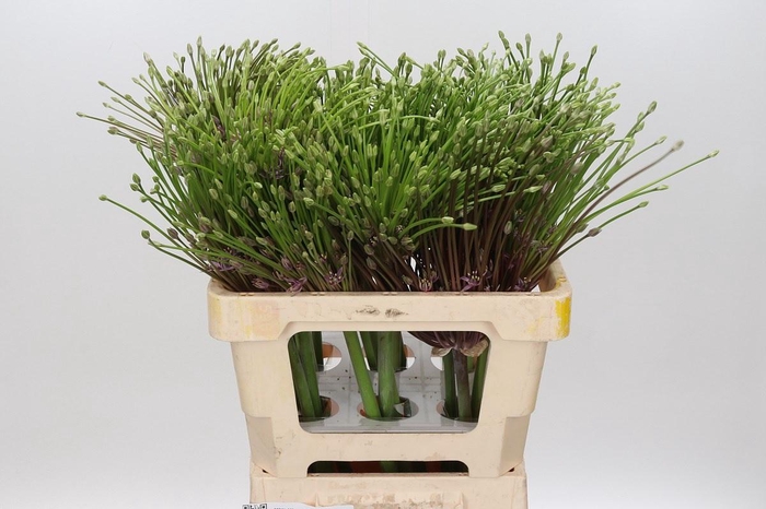 <h4>Allium Schubertii</h4>