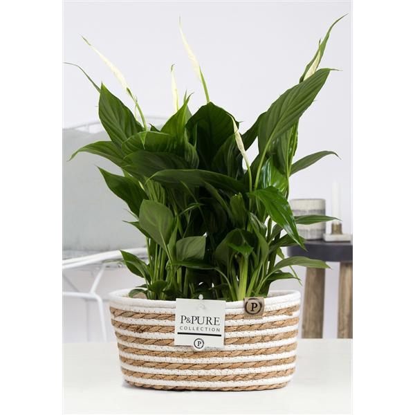 <h4>2x Spathiphyllum in P&PURE Fieldbasket 7</h4>