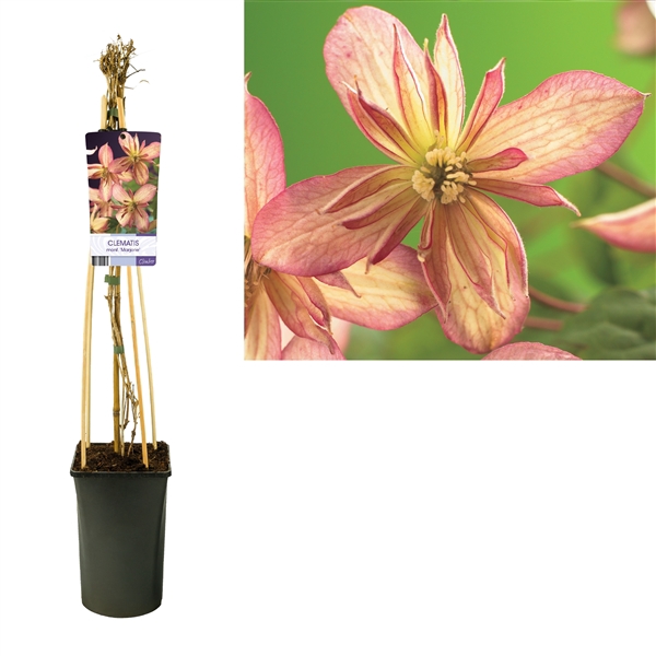 <h4>Clematis montana 'Marjorie' +light label</h4>