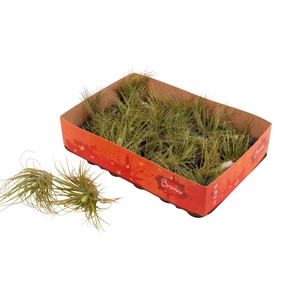 Till Cotton Candy White