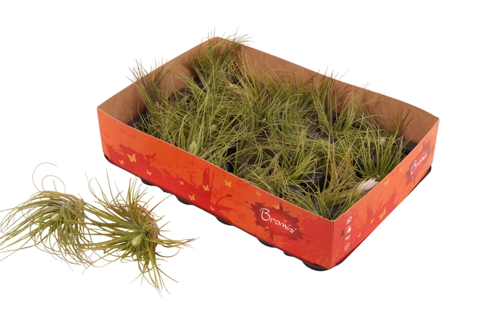 <h4>Till Cotton Candy White</h4>