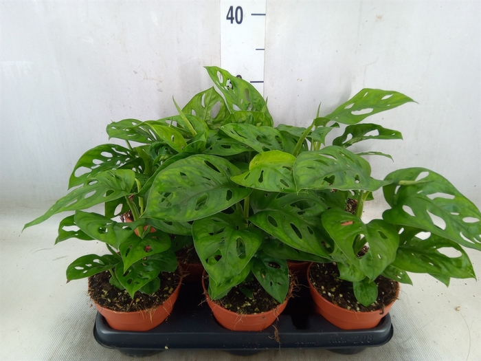 <h4>Monstera obliqua 'Leichtlinii'</h4>
