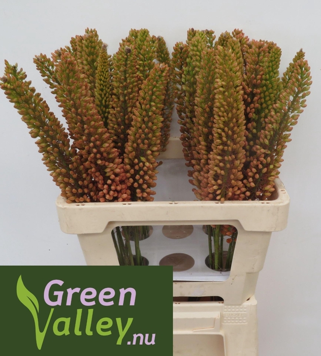 <h4>EREMURUS EMMY-RO EREMURUS EMMY RO</h4>