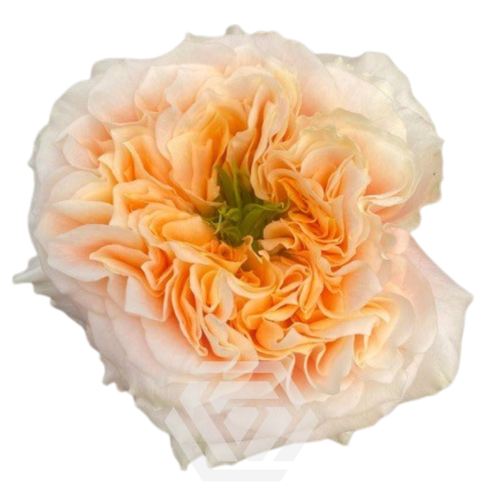 Rosa Ec Garden Melon X-Pression