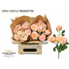 Rosa Spray Gentle Trendsetter