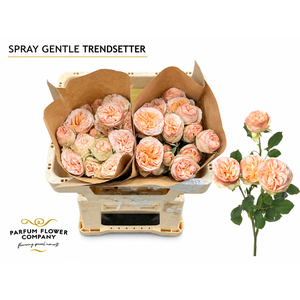 Rosa Spray Gentle Trendsetter