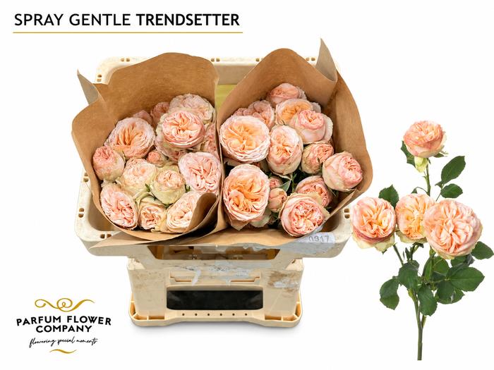 <h4>Rosa Spray Gentle Trendsetter</h4>