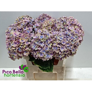 Hydrangea samurai