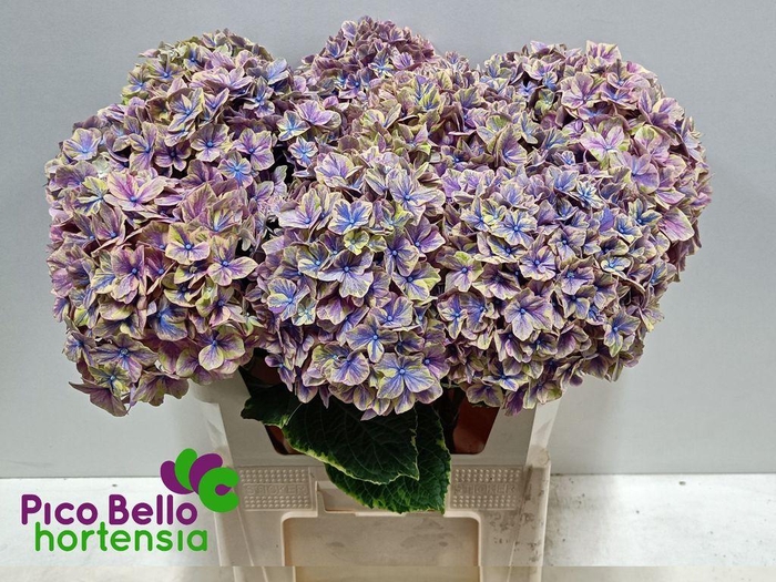 <h4>Hydrangea samurai</h4>