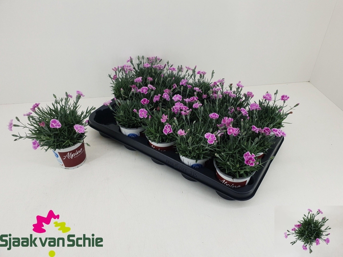 <h4>DIAN OVERIG</h4>