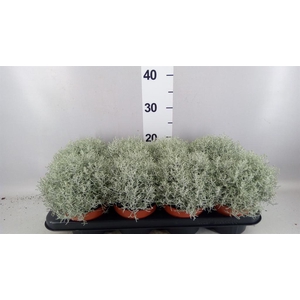 Leucophyta brownii 'Whimsy Silv'